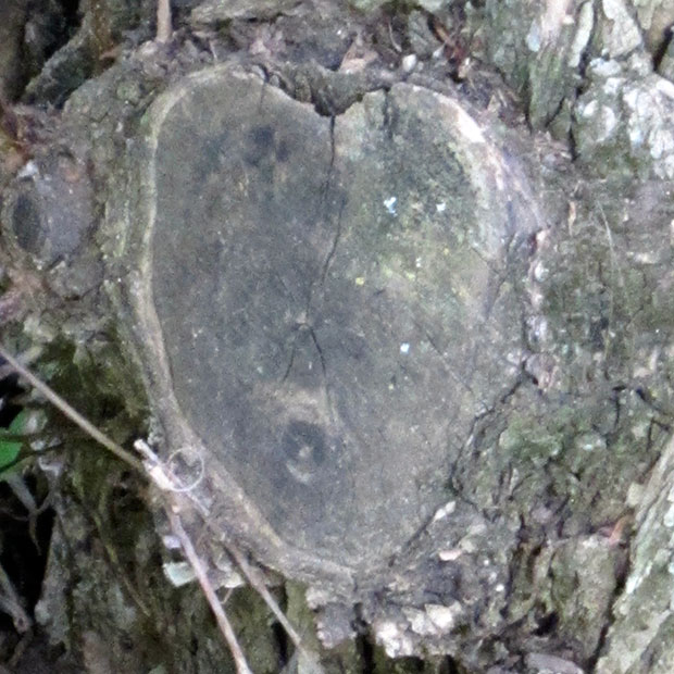 Tree Heart 2